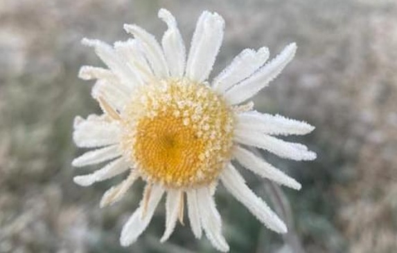 Onda de frio pode causar sensação de -25ºC no Sul do país; veja como fica Minas