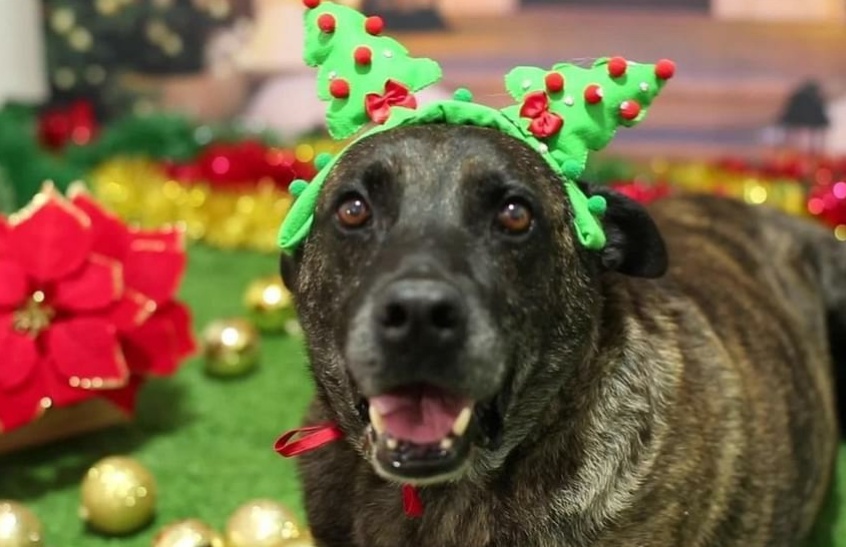 Cachorros e gatos 'fazem caras e bocas' em ensaio fotográfico de Natal à espera de adotantes