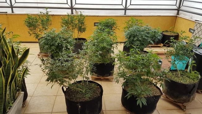 Delegado é preso suspeito de cultivar maconha em cobertura na Pampulha