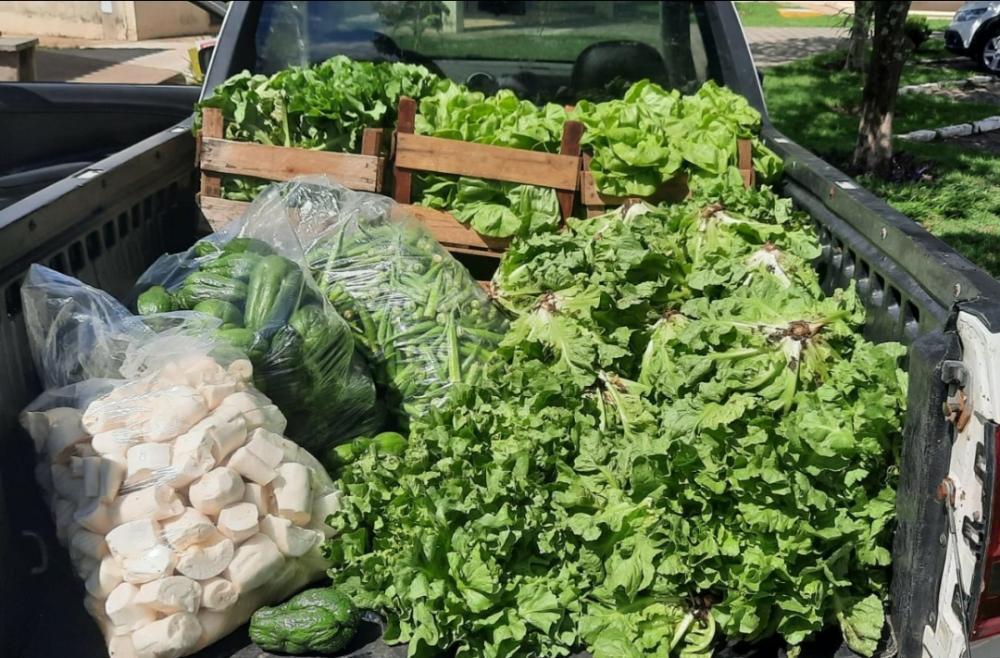 Horta comunitária é criada pela empresa Nutribelo com o objetivo de promover mais alimentos na mesa das famílias campo-belenses 