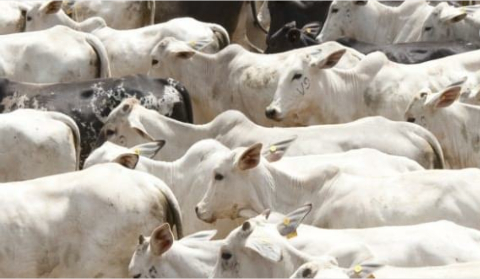 Vacinação contra febre aftosa começa no dia 1/5 em Minas