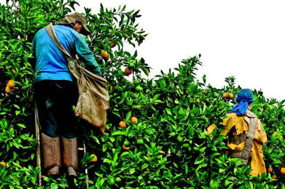 Confira os cursos gratuitos do Senar em Lavras