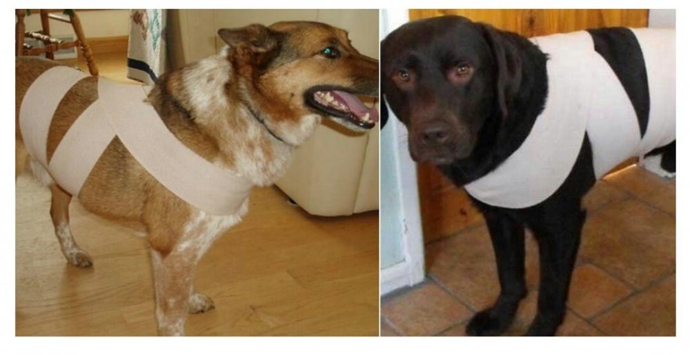 Utilidade Pública - Truque do pano – A maneira fantástica de proteger os cães do fogo de artifício