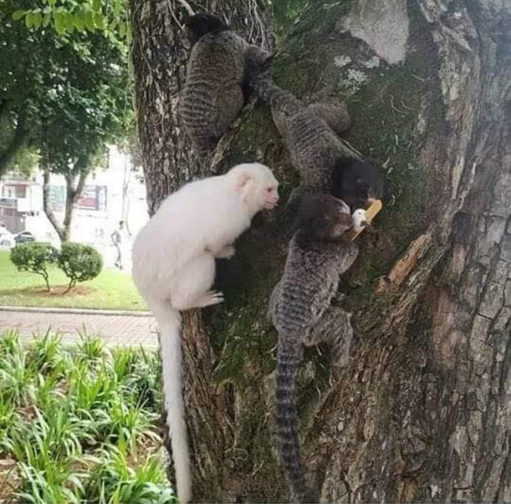 NOTA: MORTE DOS MICOS NA PRAÇA 