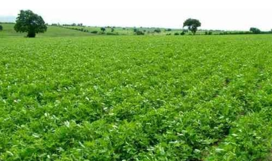 Produção de amendoim aumenta quase 50% em Minas