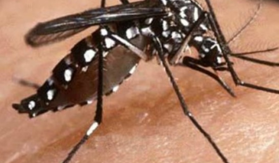 BH tem mais de 4.300 casos suspeitos de dengue; região Leste lidera ocorrências