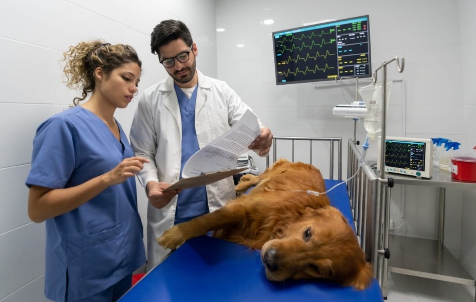 Governo convoca veterinários para ajudar no combate ao coronavírus