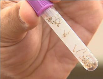 Primeiro LIRAa de 2023 aponta alto risco de infestação de dengue em Campo Belo. 92% dos focos foram encontrados dentro das residências.