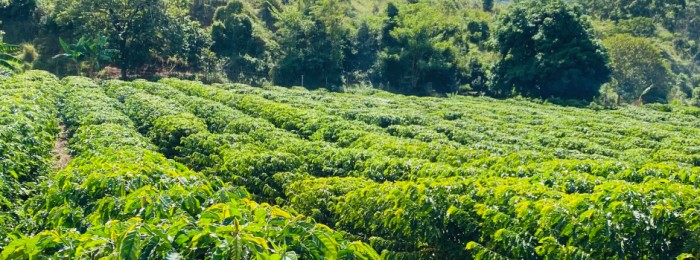 Emater-MG e prefeituras incentivam cultivo de café conilon no Vale do Suaçuí, região Leste de Minas