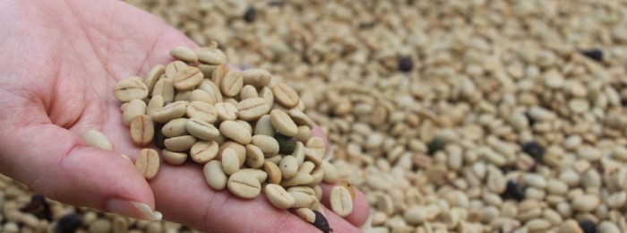 Pesquisadoras da Epamig auxiliam em trabalho para a extração de óleos vegetais e essenciais em Cambuquira
