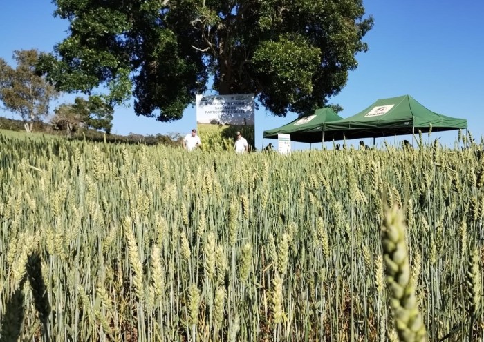 Trigo pode ser alternativa mais barata que a silagem de milho