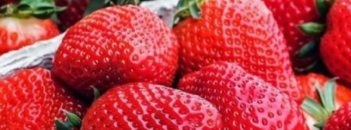 Novas variedades mudam perfil da produção de morango no Sul de Minas