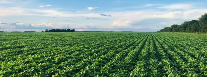 Epamig integra projeto de agricultura regenerativa em fazendas de milho e soja de Goiás