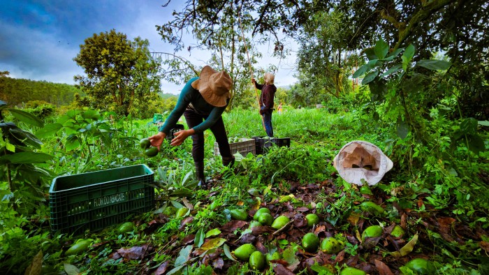 Agroindústria familiar de São Sebastião do Paraíso investe em linha de produtos derivados do abacate