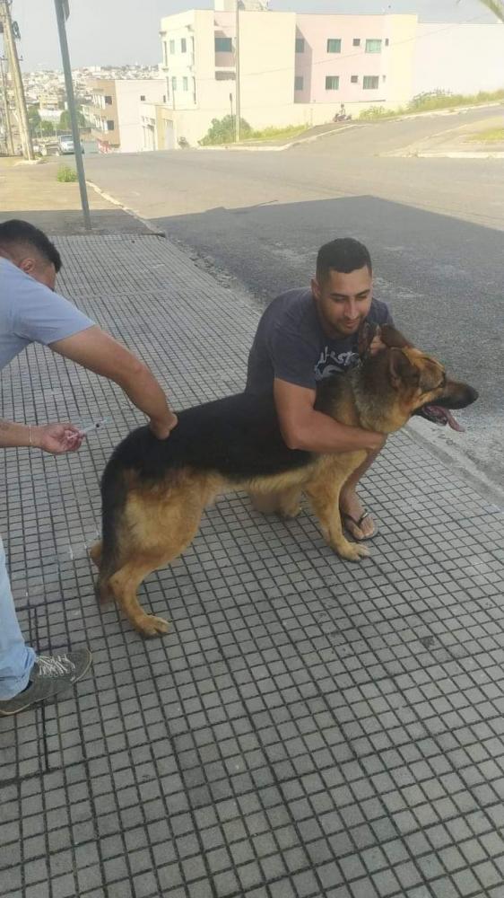 Prefeitura realiza vacinação de cães e gatos em todos os bairros e zona rural.