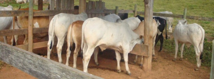 Epamig anuncia leilão de bovinos em Uberaba