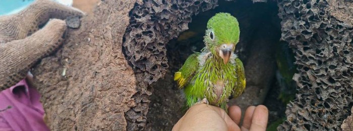 Programa de proteção à flora e fauna nas obras rodoviárias de Minas garante preservação ambiental 