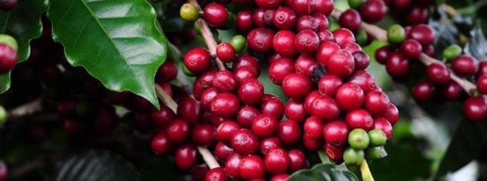Técnicos da Emater-MG de várias regiões farão imersão em cafeicultura durante a Semana Internacional do Café