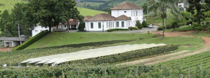 Reforma vai ampliar atuação de vinícula da Epamig, no Sul de Minas