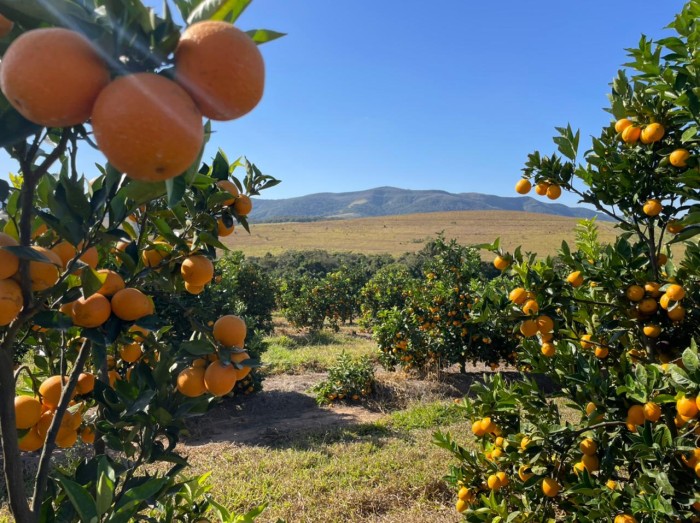Produtores apostam na citricultura de montanha e formam novo polo de produção em Minas Gerais