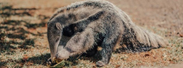 Em seu sétimo ano, Projeto TamanduASAS prepara soltura monitorada do 20º animal em reabilitação