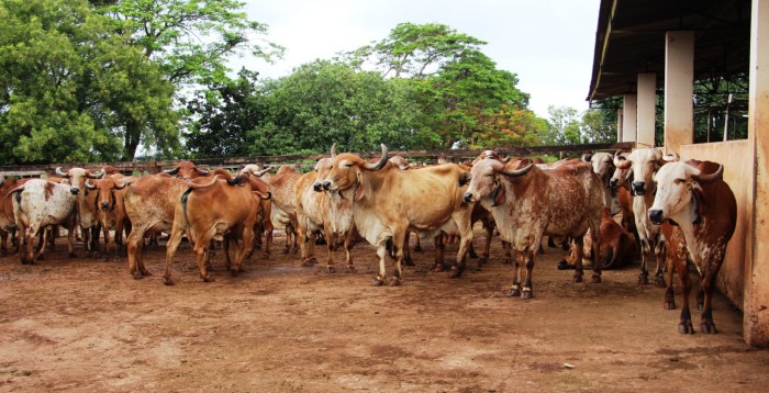Campo Experimental da Epamig em Uberaba é referência em Melhoramento Genético do Gir Leiteiro