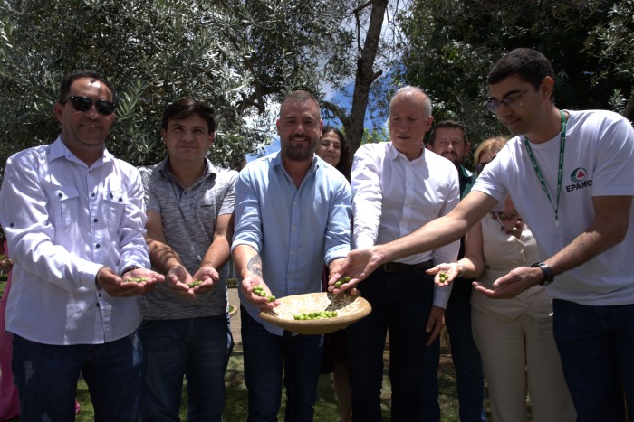 Estado participa da abertura da colheita da azeitona e da produção do azeite extra virgem em Maria da Fé