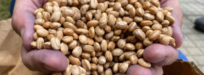 Governo de Minas inicia doação de sementes de feijão para produtores afetados pela seca