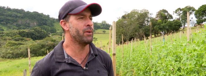 Produção de ervilha torta é alternativa rentável para agricultura familiar em Munhoz, no Sul de Minas