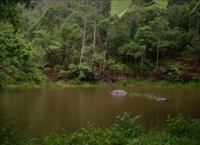 Unidades de conservação particulares contribuem para preservação de 113 mil hectares de mata em Minas