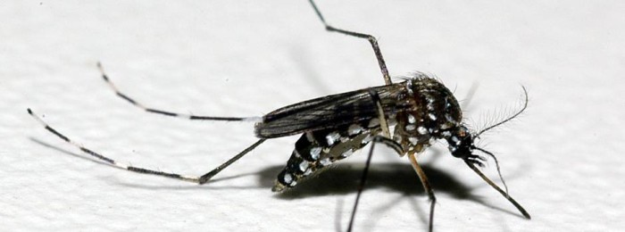 Hospital Júlia Kubitschek abre unidade de hidratação para pacientes com dengue