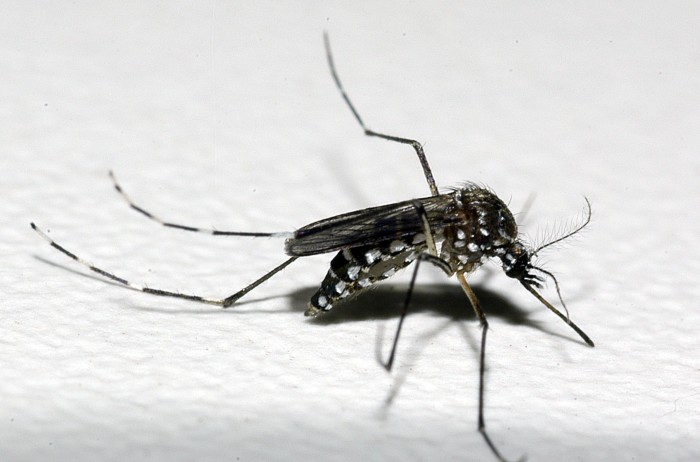 Infectologista do Ipsemg reforça atenção aos sintomas da dengue