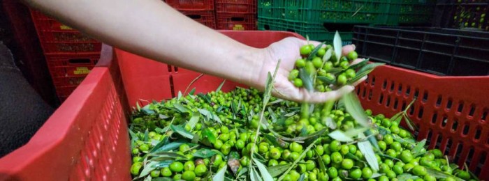 Governo de Minas impulsiona cadeia produtiva do azeite com pesquisa e apoio ao produtor