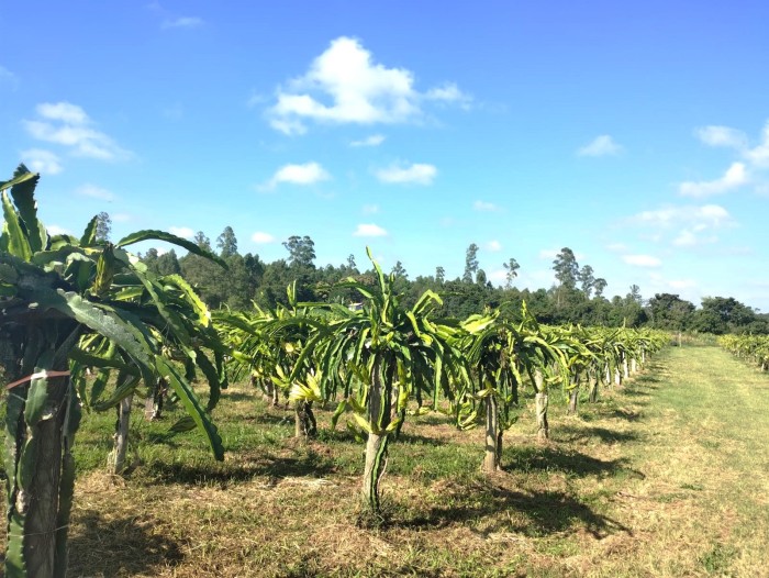 Município do Centro-Oeste de Minas inclui a pitaya na alimentação escolar