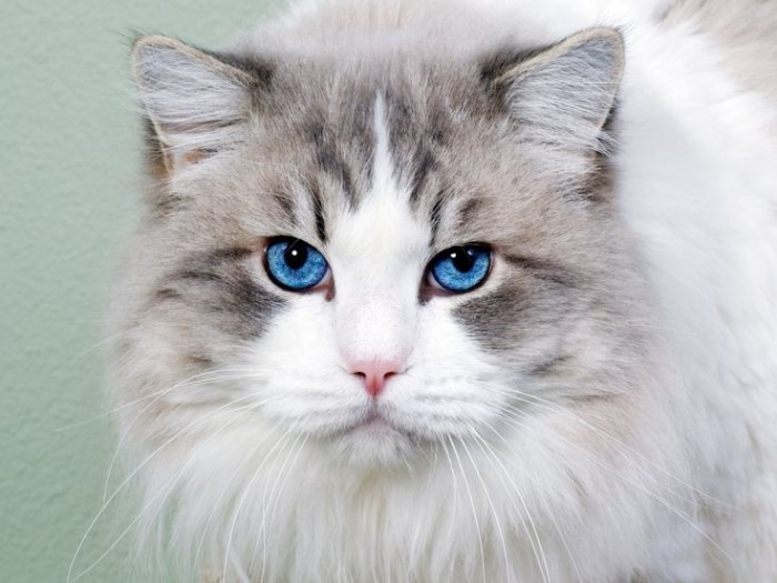 Dia Mundial do Gato fortalece o compromisso com o seu bem-estar