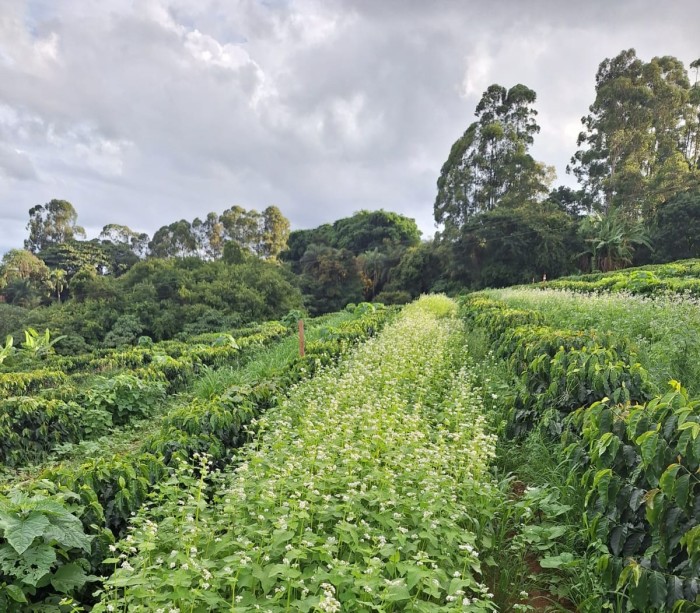 Regional da Emater em Uberaba estimula o uso de plantas de cobertura nas lavouras de café