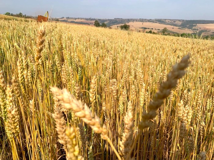 Pesquisas da Epamig sobre cultivar de trigo para silagem apresentam resultados promissores