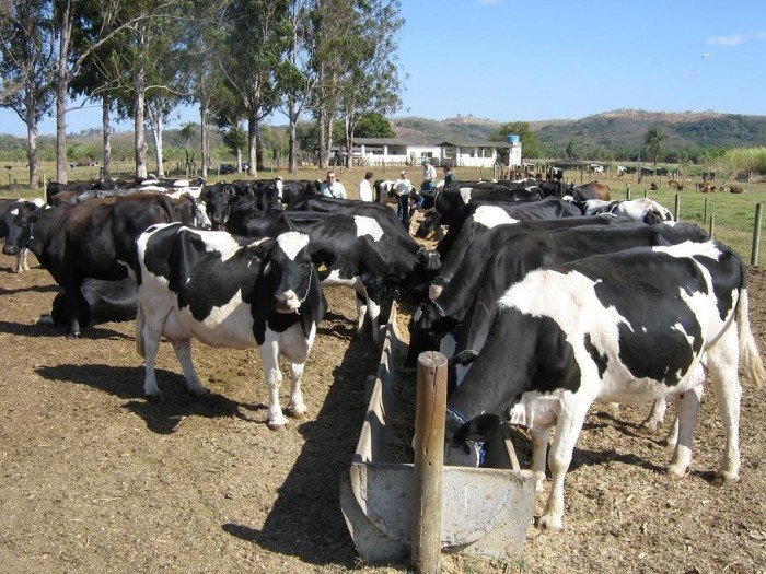 Eficiência na produção é caminho para ter rentabilidade na produção de leite, indicam especialistas da Emater-MG