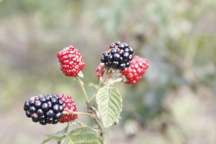 Pesquisas com frutas vermelhas impulsionam potencial socioeconômico do Sul de Minas