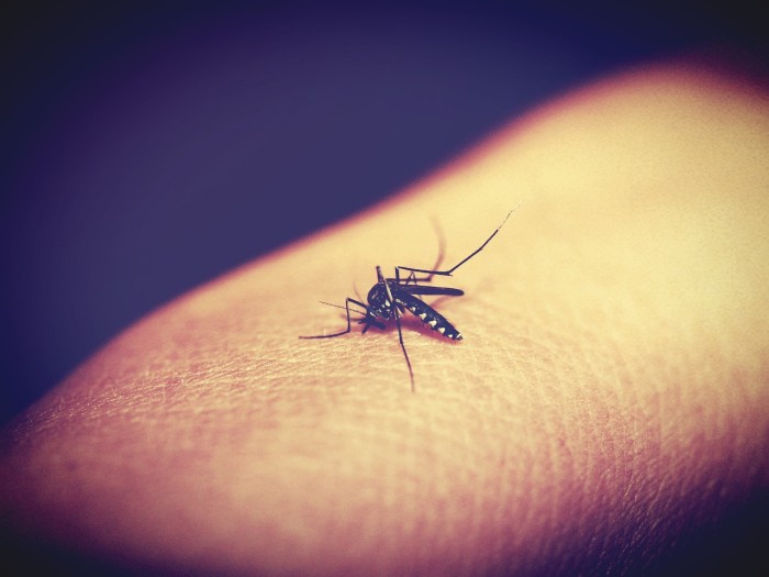 Ipsemg publica editais para contratação temporária de profissionais para atendimento a pacientes com dengue e outras arboviroses