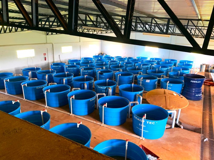 Epamig finaliza obras para otimização de pesquisas sobre ração na piscicultura