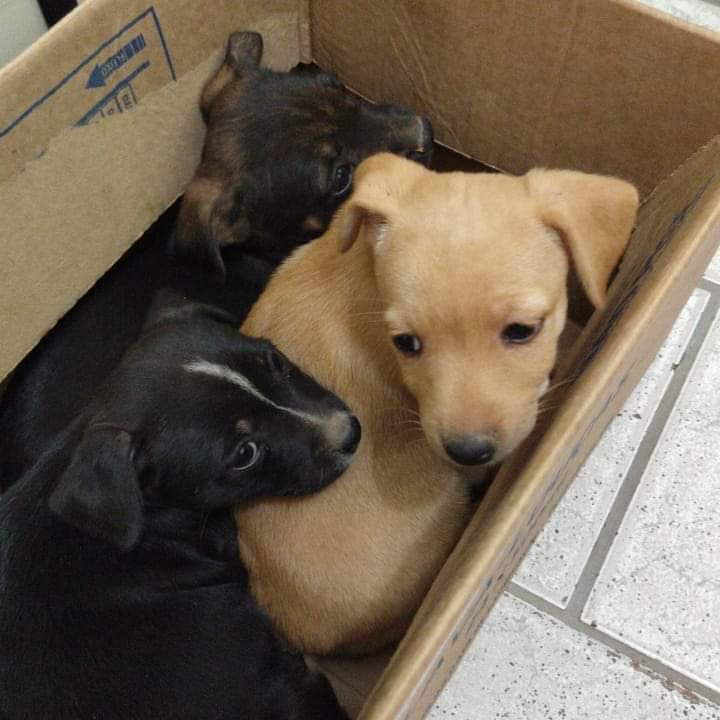 Filhotes abandonados.