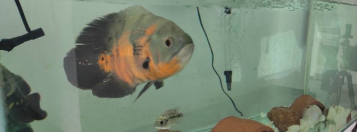 Peixes ornamentais movimentam mais de R$ 10 milhões por ano em Minas Gerais