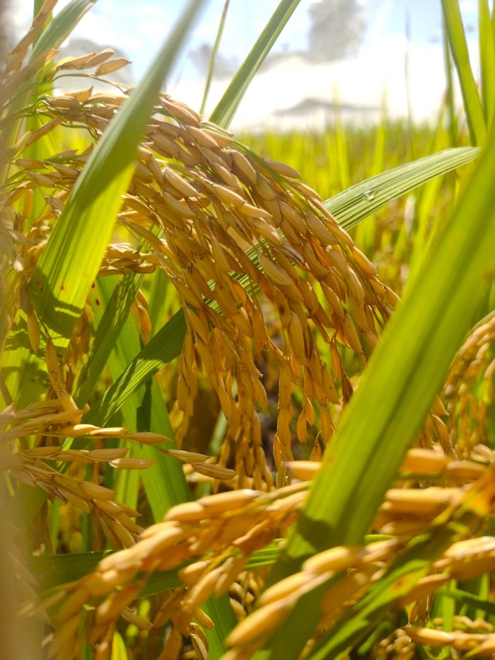 Epamig e Ufla realizam pré-lançamento de nova cultivar de arroz de terras altas em encontro tecnológico