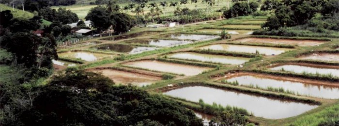 Variações climáticas podem gerar impactos na piscicultura mineira