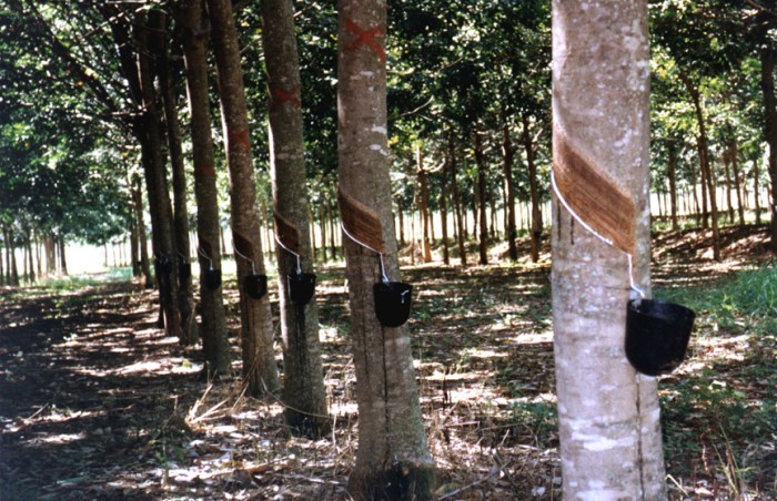 Cultivo de seringueira é alternativa para a preservação da água e do solo