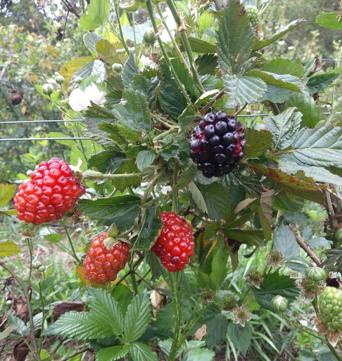 Amora preta diversifica produção agropecuária no Sul de Minas