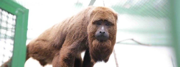 Centros de Triagem e Reabilitação contribuem, dia a dia, com a conservação da fauna silvestre em Minas