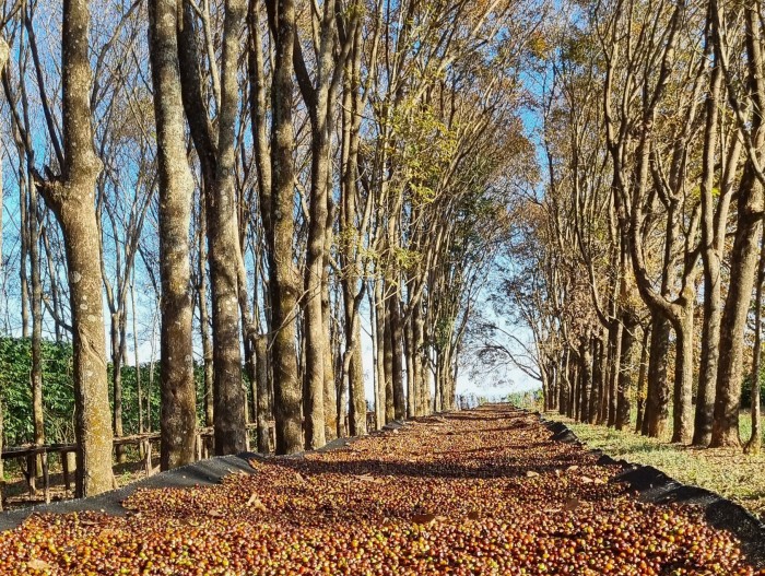 Epamig utiliza corredores ecológicos multifuncionais em áreas de café